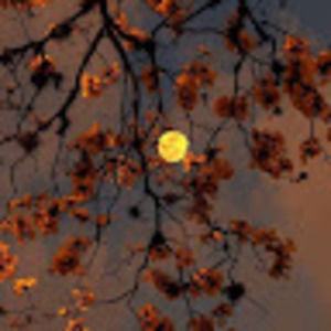 Meet your Posher, Anne chrystel